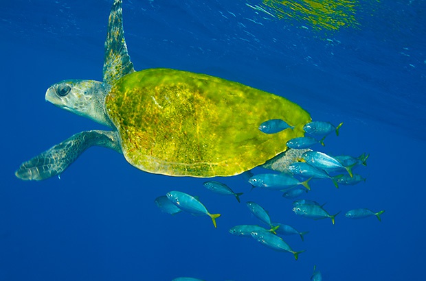 Protegendo tartarugas e oceanos